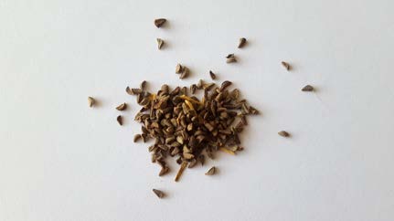 Syrian Rue