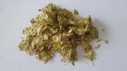 Hops