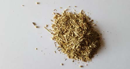 Mexican Tarragon